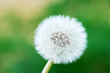 Dandelion clock in meadow