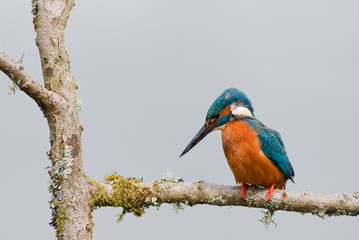 Kingfisher (Alcedo atthis)