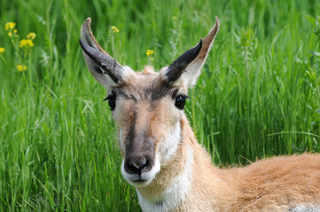 Alert Antelope Bedded Down in Meadow