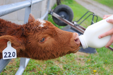 Cow Calf Taking Milk from Bottle © Mike Eikenberry
