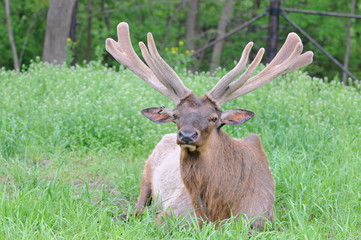 Naklejka na ściany i meble Bull Elk Pościel w trawy