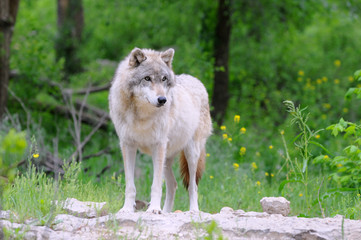 Wolf on Rock with Forest Background