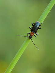 Kugelhalsbock