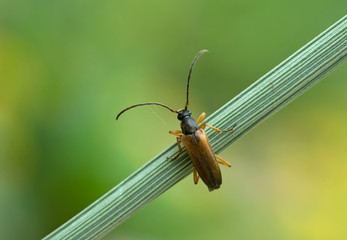 Bockkäfer