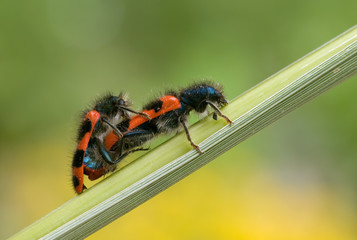 Bienenkäfer