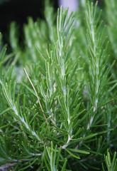 Rosmarino pianta aromatica
