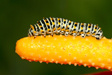 Naklejka premium insects