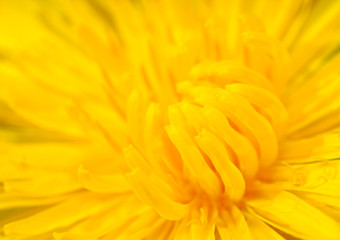 close-up image of dandelion
