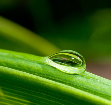 water drop on green leaf