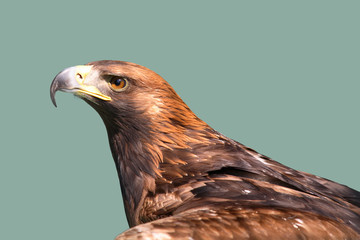 eagle