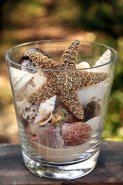 Sea shells at the ocean beach