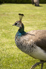 Peacock in castle park