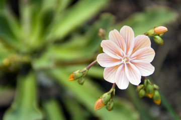 Blüte im Frühling
