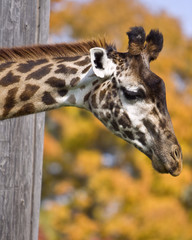 giraffe