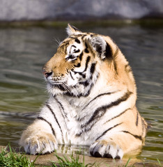 siberian tiger