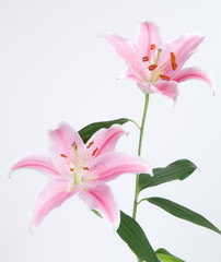 Pink Lilies on Light Gray Background