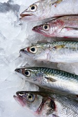 fish seafood over ice
