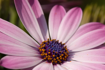 Fototapeta premium Rosa