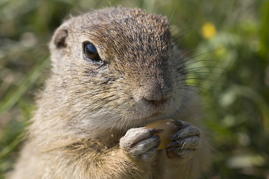 Erdm&auml;nnchen Portrait