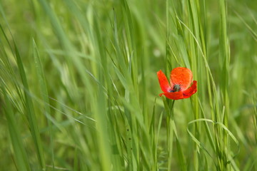 red poppy