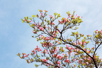 Dogwood flower Tree