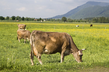 grazing cows