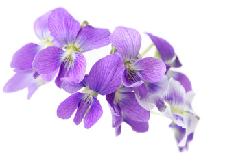 Wild Violet Flowers