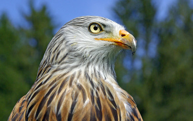 König der Lüfte - Rotmilan