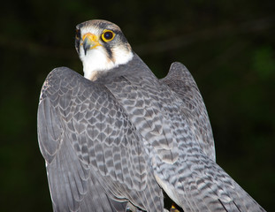 Das Federkleid des Lannerfalken