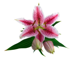 Lilie isolated on white background