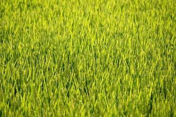 Rice cereal green fields
