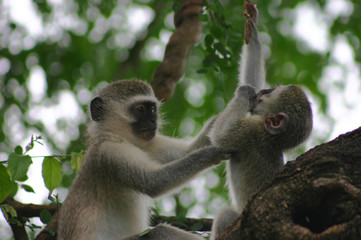 Spielende Meerkatzen im Krüger Nationalpark - Südafrika