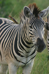 Fototapeta na wymiar Zebra mit Madenpicker im Krüger Nationalpark - Südafrika