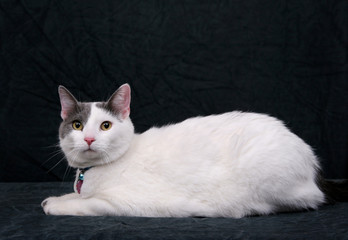 white kitty on black