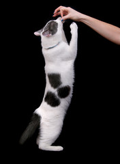 white kitty on black