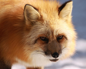 Obraz premium Sly Fox