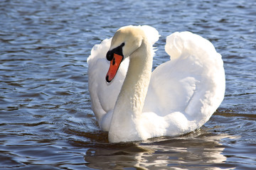 Obraz premium White swan