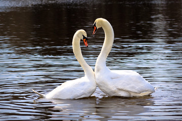 Pair of white swans