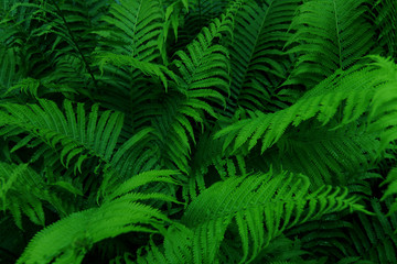 Fototapeta na wymiar wild fern