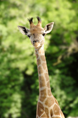 Giraffe © Julija Sapic