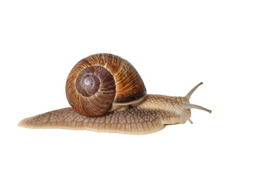 Weinbergschnecke
