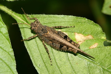 locust