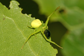 crab spider