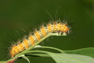 caterpillar