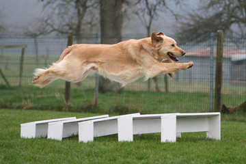 Golden Retriever beim Agility