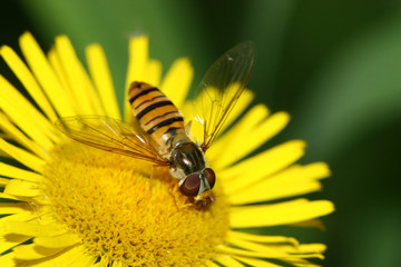 syrphidae insects