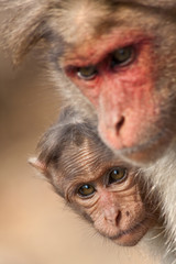 Baby Bonnet Macaque Hiding Behind Its Mother