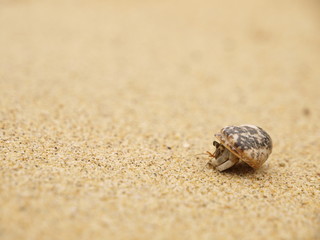 ヤドカリと白い砂浜