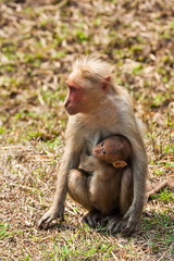 Bonnet Macaque Nursing