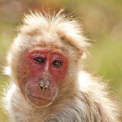 Bonnet Macaque Looking Back
